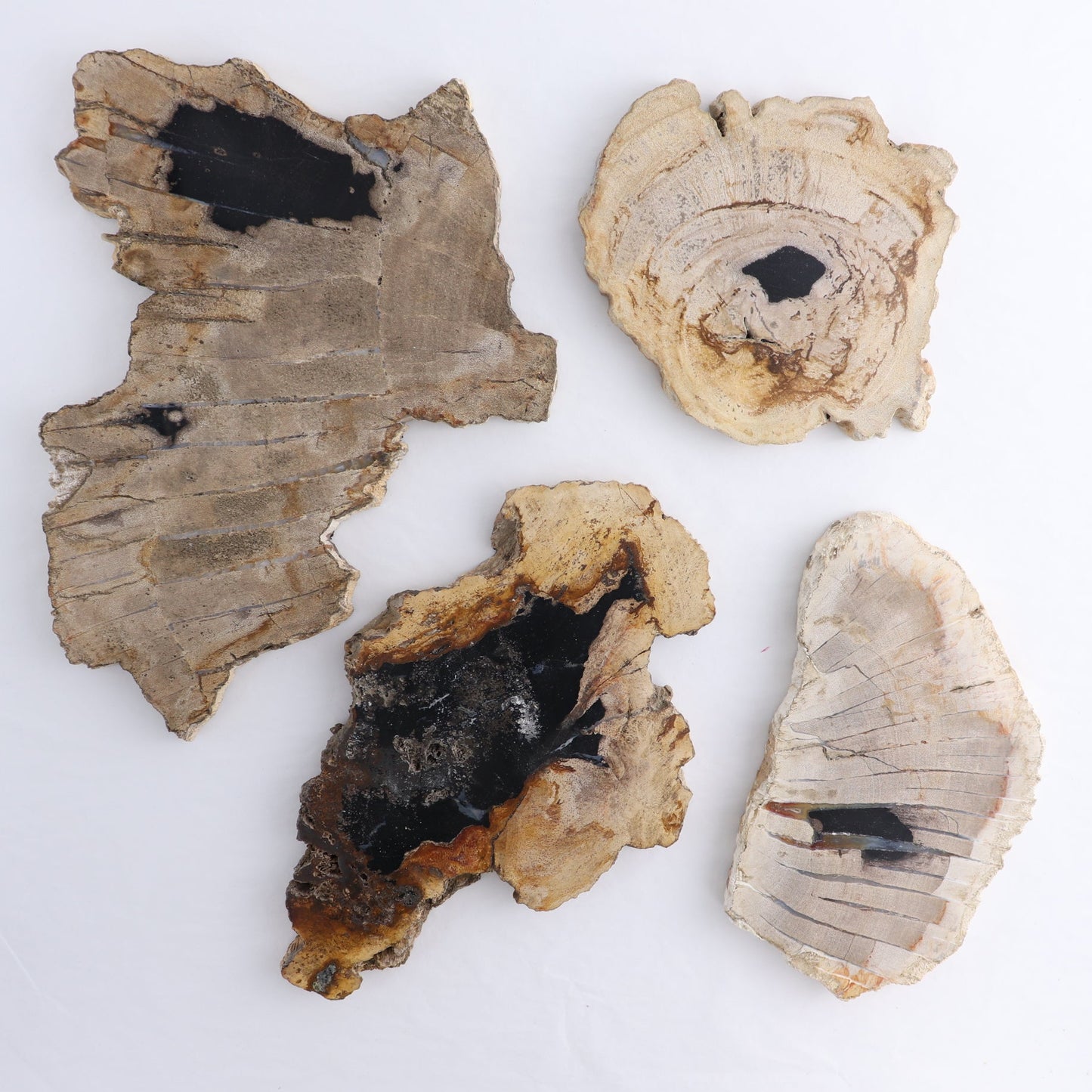 Petrified Wood Slices & Slabs Set of 4