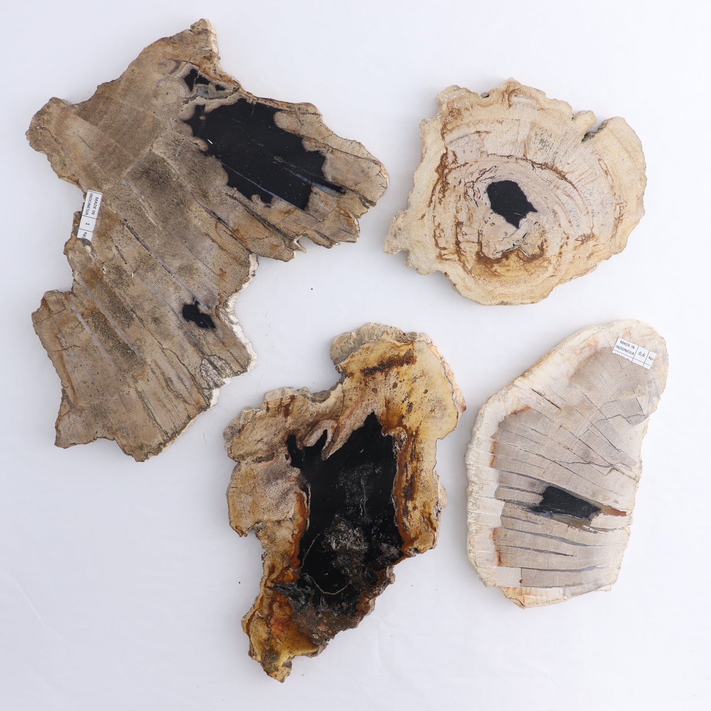 Petrified Wood Slices & Slabs Set of 4