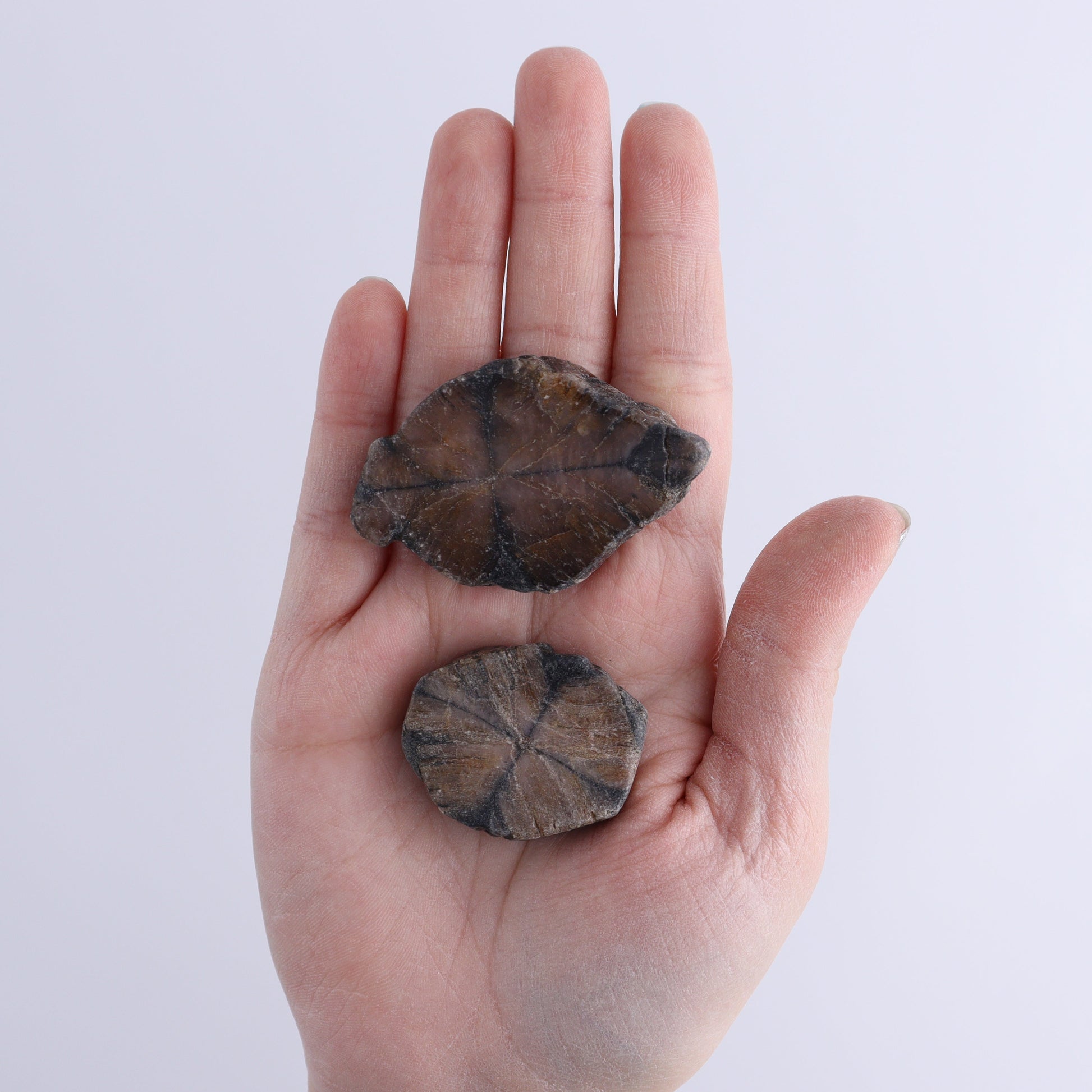 Chiastolite Flat of 24 - Expert Wholesale and Supplier of Wholesale Crystals & Bulk Gemstones, ["chiastolite","China","flat","Flats"]