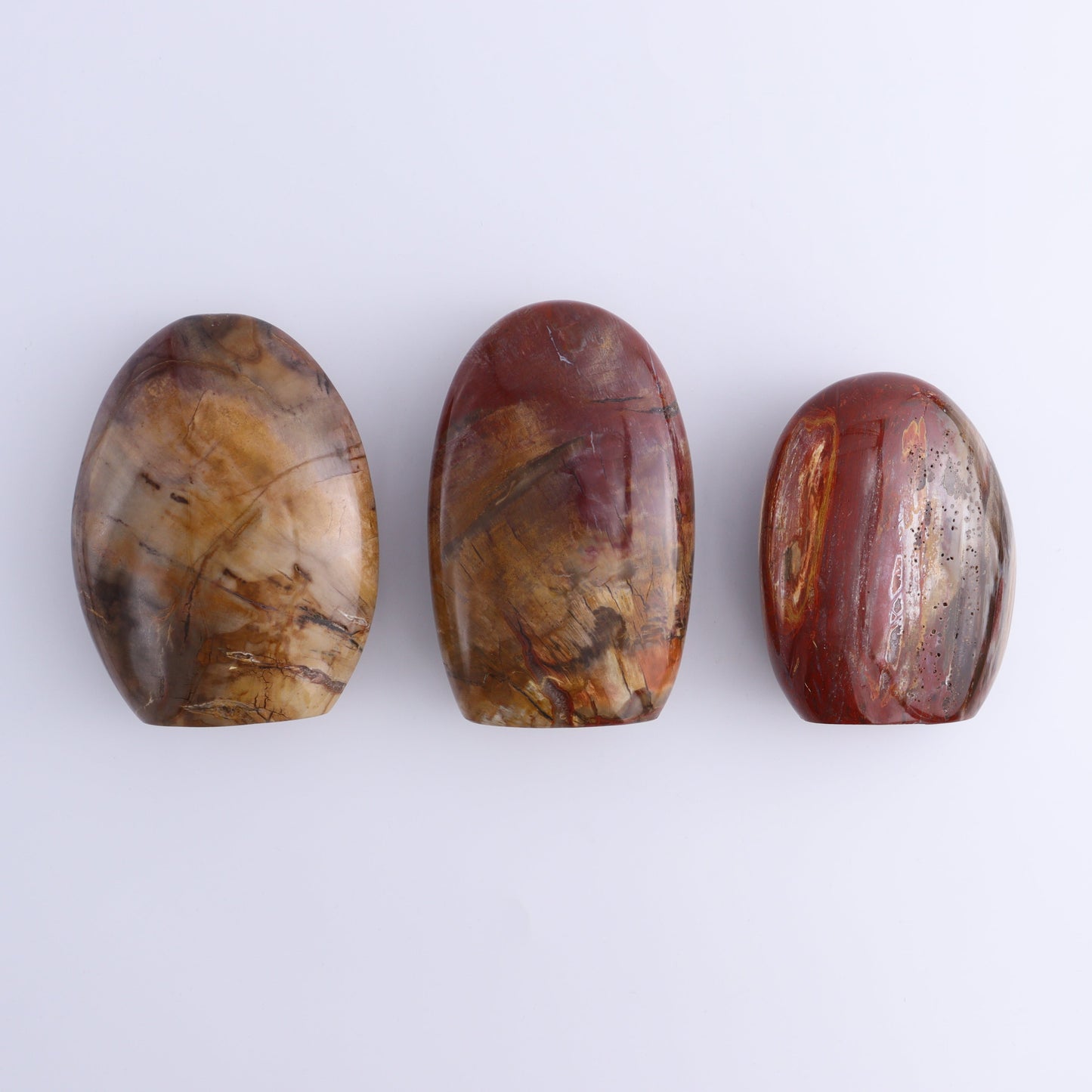 Petrified Wood Freeforms Set of 3 - Expert Wholesale and Supplier of Wholesale Crystals & Bulk Gemstones, ["Freeform","Freeforms","Madagascar","Petrified Wood"]