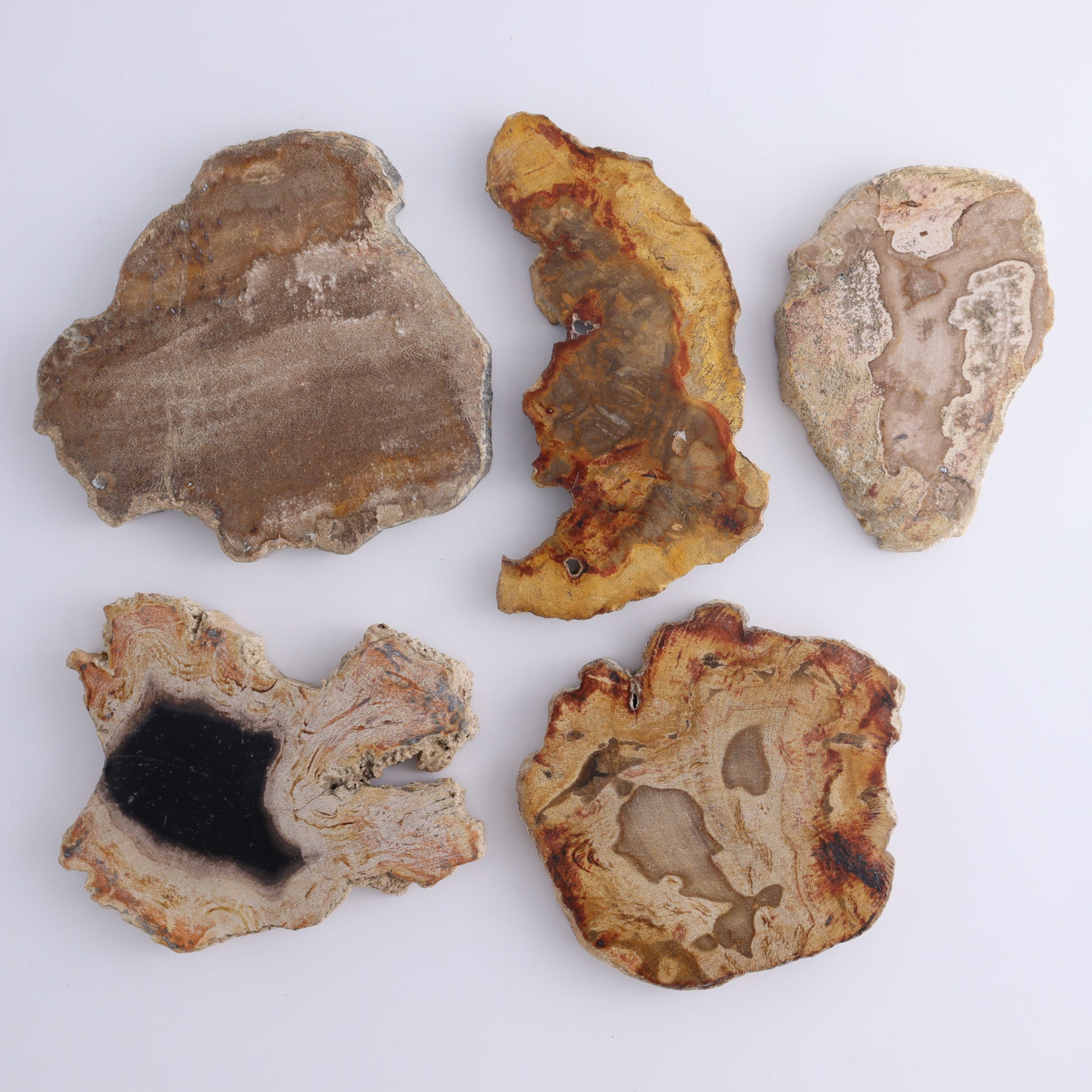 Petrified Wood Slices & Slabs Set of 5 - Expert Wholesale and Supplier of Wholesale Crystals & Bulk Gemstones, ["Freeforms","Indonesia","Petrified Wood","Slices and Slabs"]