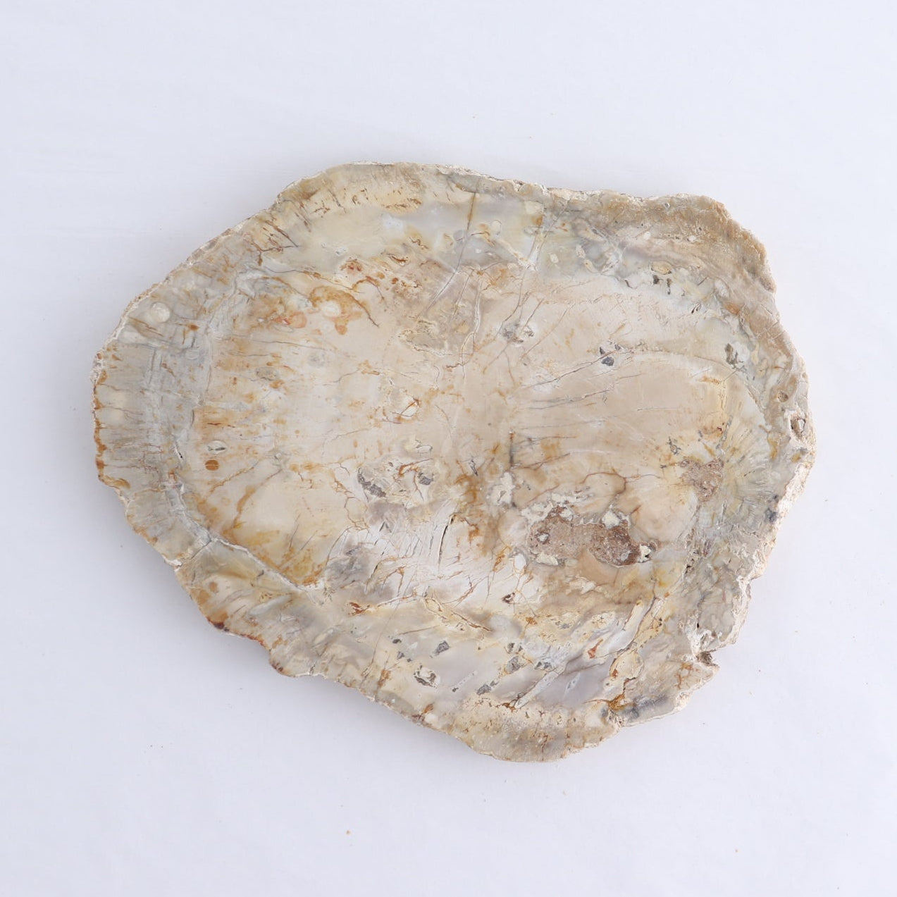 Petrified Wood Slices & Slabs Set of 4