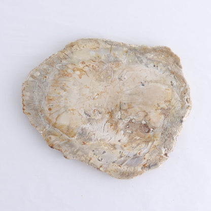 Petrified Wood Slices & Slabs Set of 4
