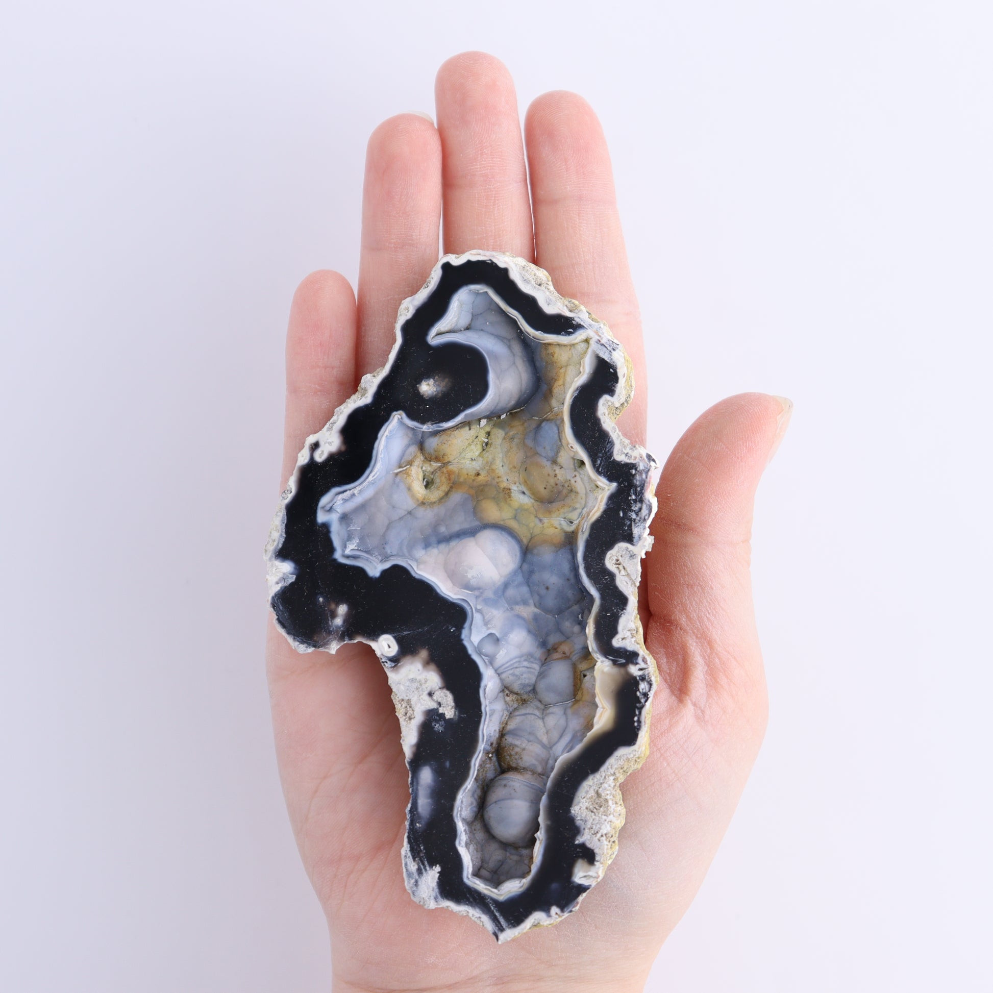 Agatized Coral Flat - Expert Wholesale and Supplier of Wholesale Crystals & Bulk Gemstones, ["Agate","Agatized Coral","Coral","United States"]