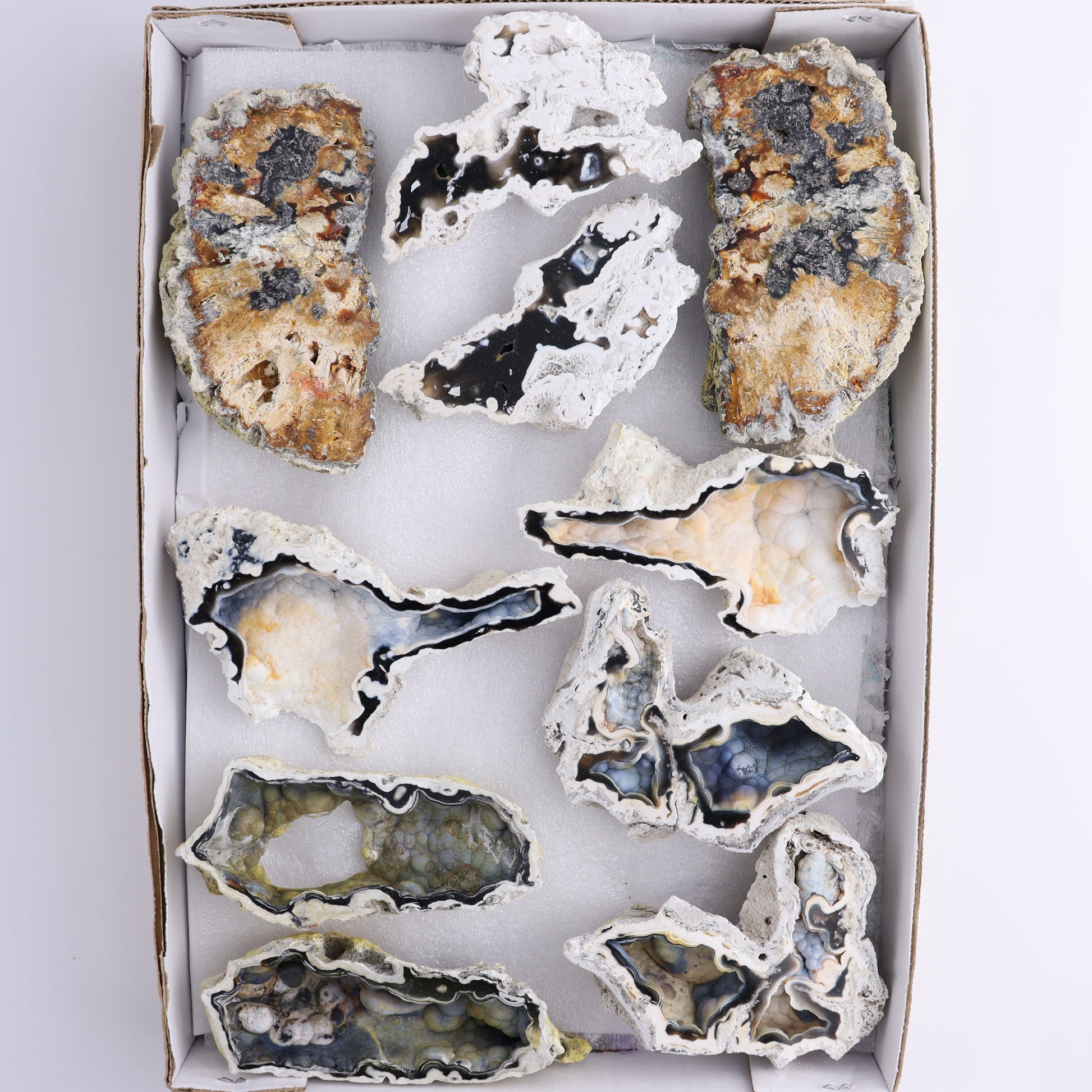 Agatized Coral Flat - Expert Wholesale and Supplier of Wholesale Crystals & Bulk Gemstones, ["Agate","Agatized Coral","Coral","United States"]