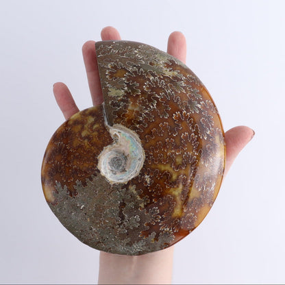 Ammonite Shells Set of 4