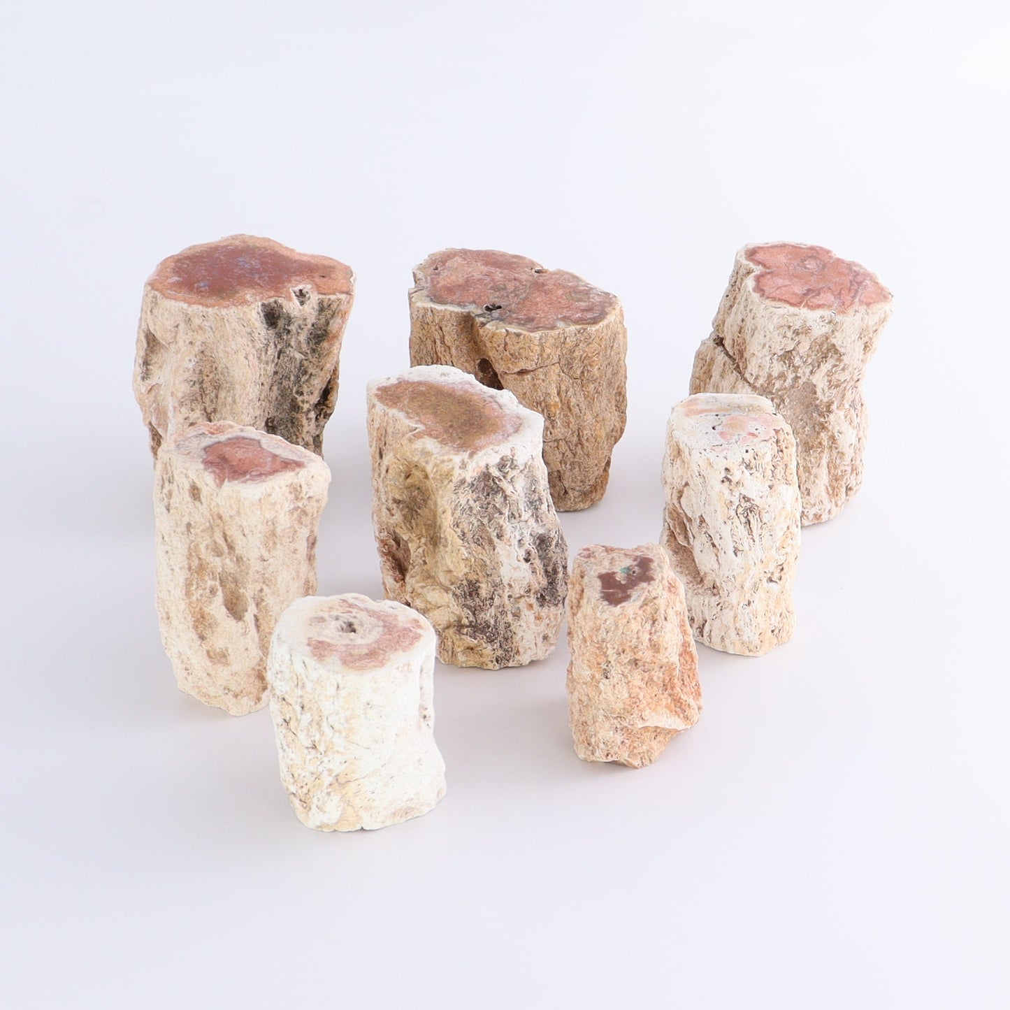 Petrified Wood Cut Bases Set of 8 - Expert Wholesale and Supplier of Wholesale Crystals & Bulk Gemstones, ["Cut Base","Petrified Wood"]
