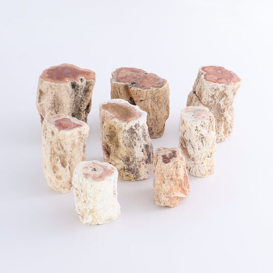 Petrified Wood Cut Bases Set of 8