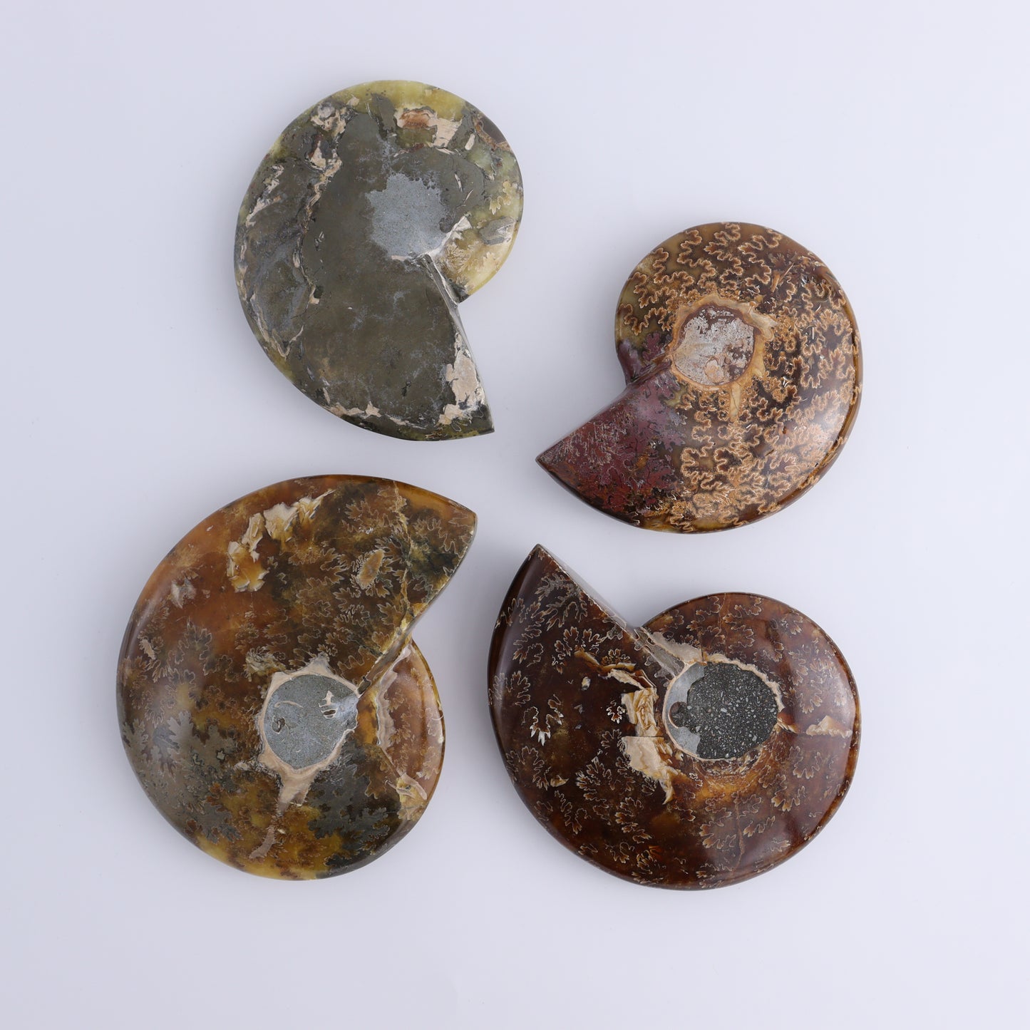 Ammonite Bowls Set of 4 - Expert Wholesale and Supplier of Wholesale Crystals & Bulk Gemstones, ["Ammonite","Bowls","Madagascar","shells"]