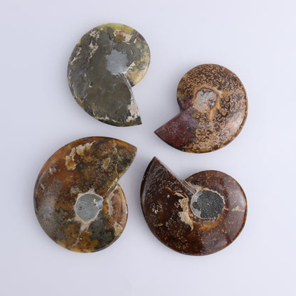 Ammonite Bowls Set of 4 - Expert Wholesale and Supplier of Wholesale Crystals & Bulk Gemstones, ["Ammonite","Bowls","Madagascar","shells"]