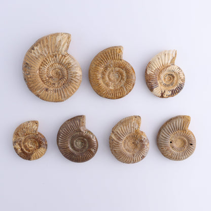 Fossilized Ammonite Set of 7 - Expert Wholesale and Supplier of Wholesale Crystals & Bulk Gemstones, ["Ammonite","Fossilized Ammonite","Madagascar"]