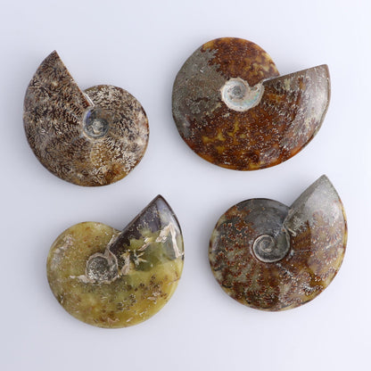 Ammonite Shells Set of 4