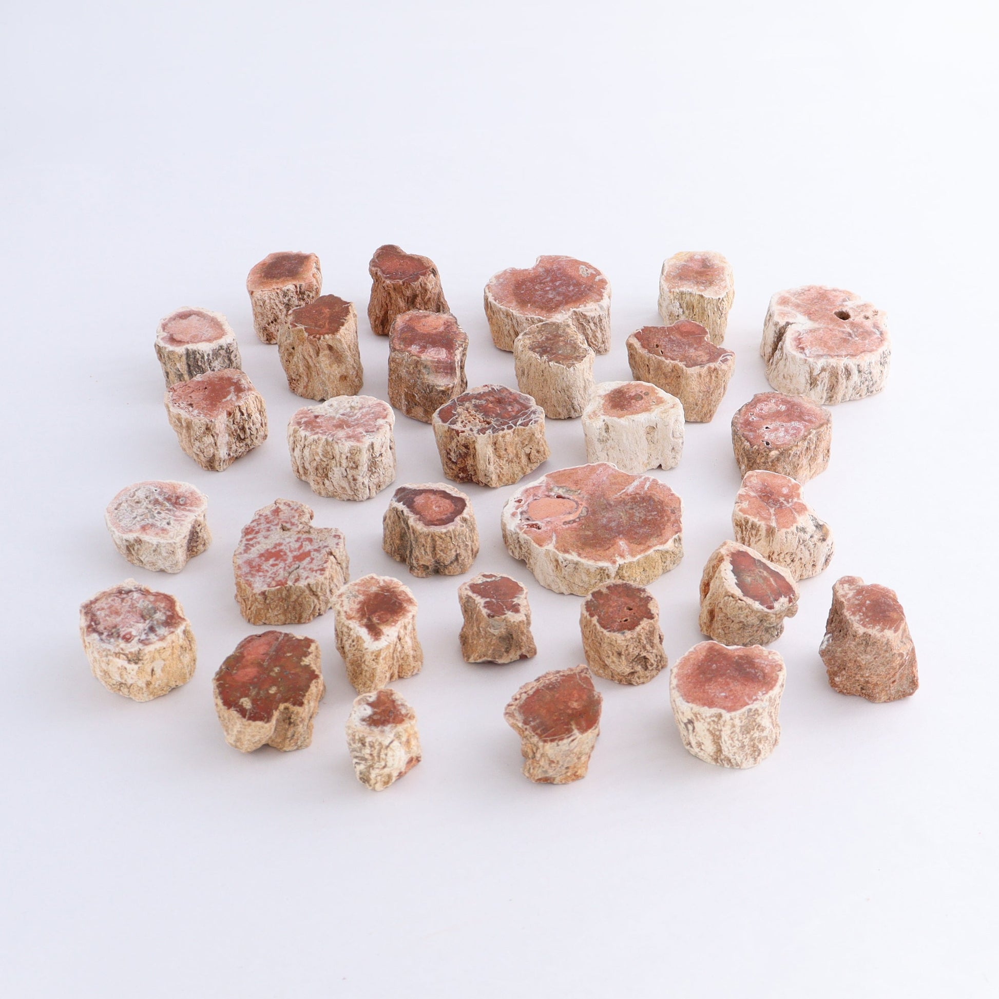 Petrified Wood Cut Bases Set of 30 - Expert Wholesale and Supplier of Wholesale Crystals & Bulk Gemstones, ["Cut Base","Petrified Wood"]