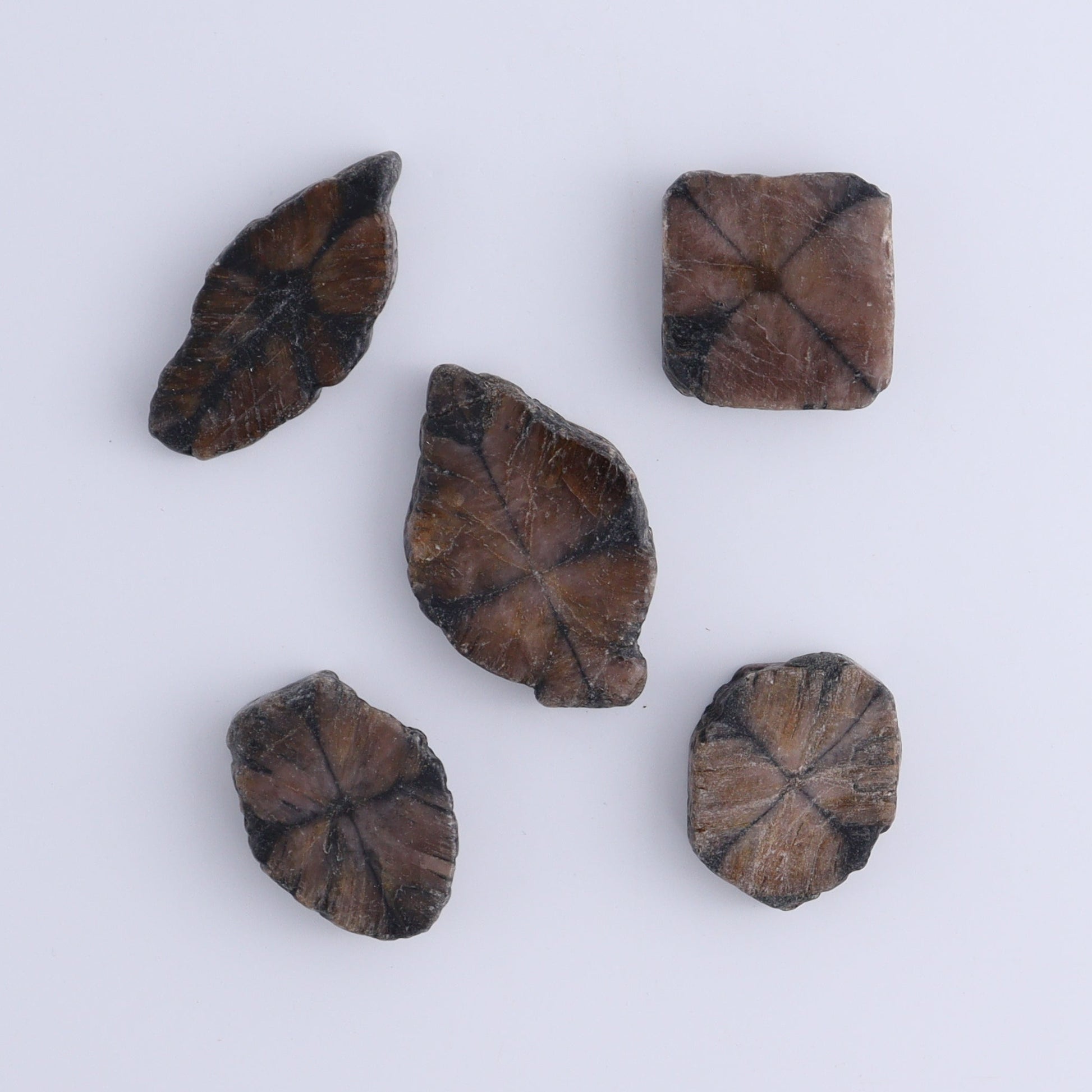 Chiastolite Flat of 24 - Expert Wholesale and Supplier of Wholesale Crystals & Bulk Gemstones, ["chiastolite","China","flat","Flats"]