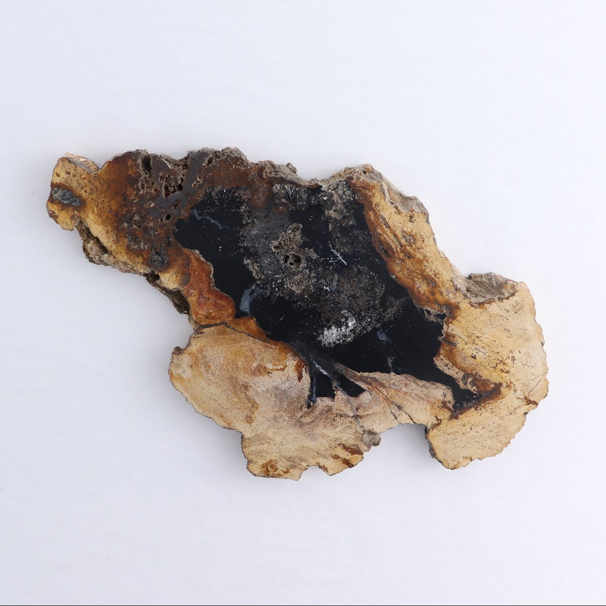 Petrified Wood Slices & Slabs Set of 4