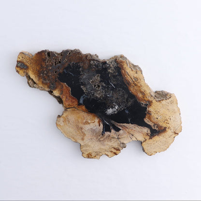 Petrified Wood Slices & Slabs Set of 4