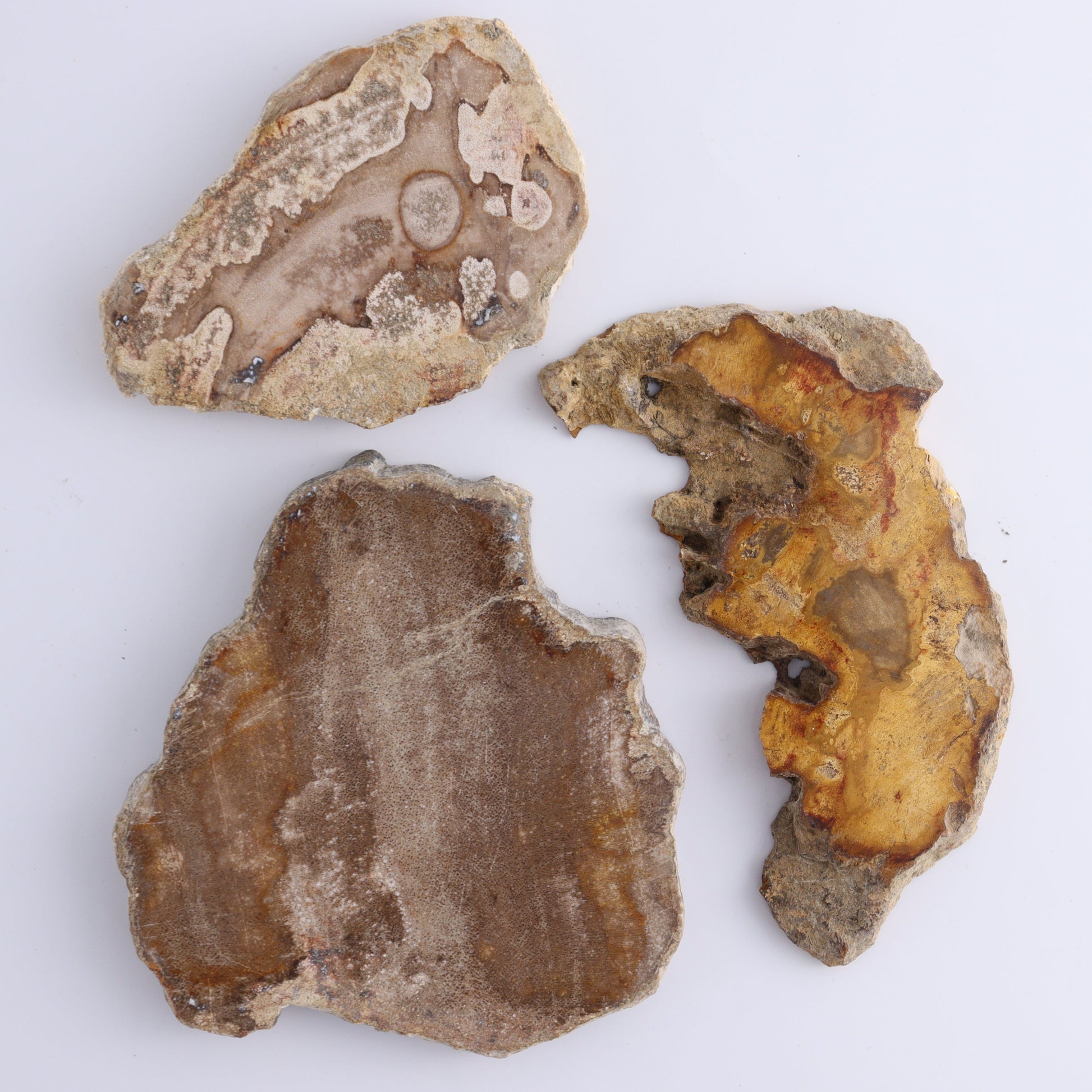 Petrified Wood Slices & Slabs Set of 5 - Expert Wholesale and Supplier of Wholesale Crystals & Bulk Gemstones, ["Freeforms","Indonesia","Petrified Wood","Slices and Slabs"]
