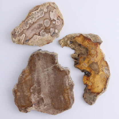Petrified Wood Slices & Slabs Set of 5 - Expert Wholesale and Supplier of Wholesale Crystals & Bulk Gemstones, ["Freeforms","Indonesia","Petrified Wood","Slices and Slabs"]