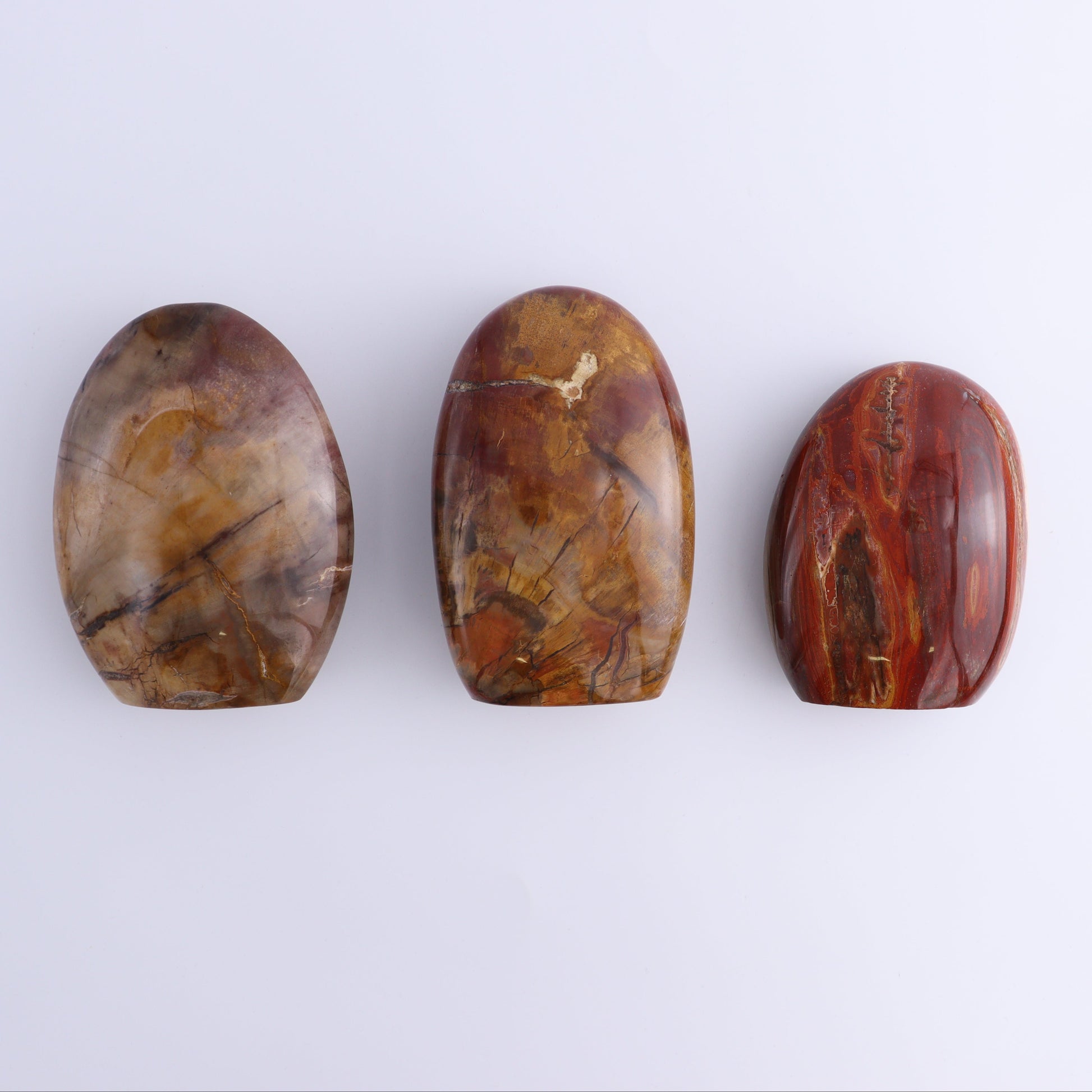 Petrified Wood Freeforms Set of 3 - Expert Wholesale and Supplier of Wholesale Crystals & Bulk Gemstones, ["Freeform","Freeforms","Madagascar","Petrified Wood"]