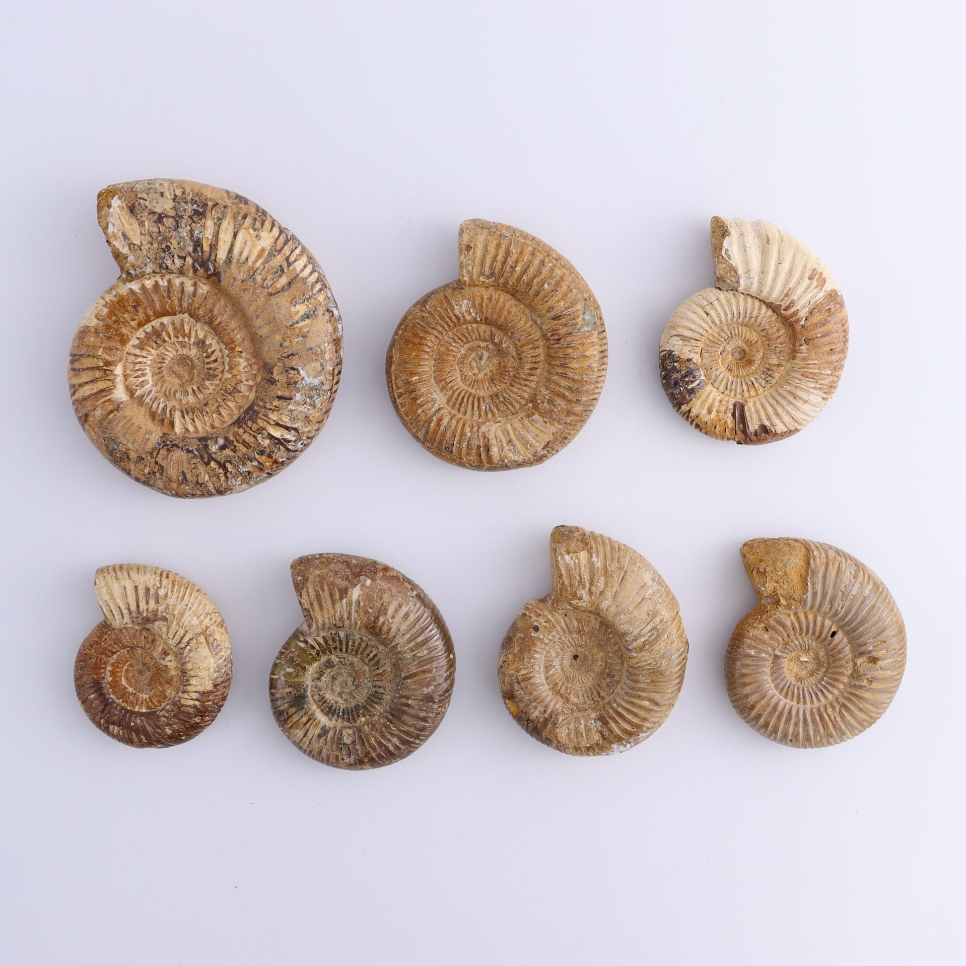 Fossilized Ammonite Set of 7 - Expert Wholesale and Supplier of Wholesale Crystals & Bulk Gemstones, ["Ammonite","Fossilized Ammonite","Madagascar"]