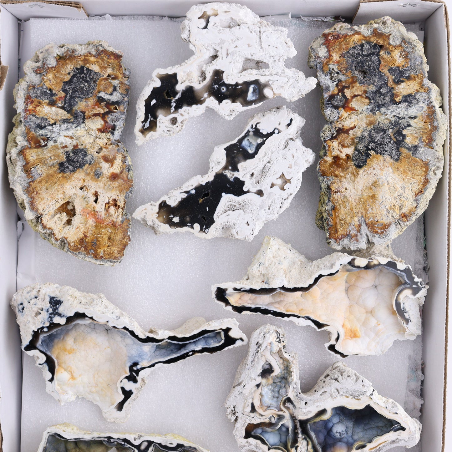 Agatized Coral Flat - Expert Wholesale and Supplier of Wholesale Crystals & Bulk Gemstones, ["Agate","Agatized Coral","Coral","United States"]