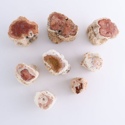 Petrified Wood Cut Bases Set of 8 - Expert Wholesale and Supplier of Wholesale Crystals & Bulk Gemstones, ["Cut Base","Petrified Wood"]