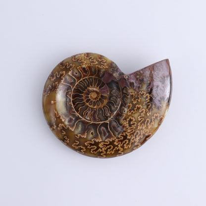 Ammonite Bowls Set of 4 - Expert Wholesale and Supplier of Wholesale Crystals & Bulk Gemstones, ["Ammonite","Bowls","Madagascar","shells"]