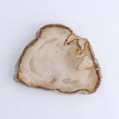 Petrified Wood Slices & Slabs Set of 4
