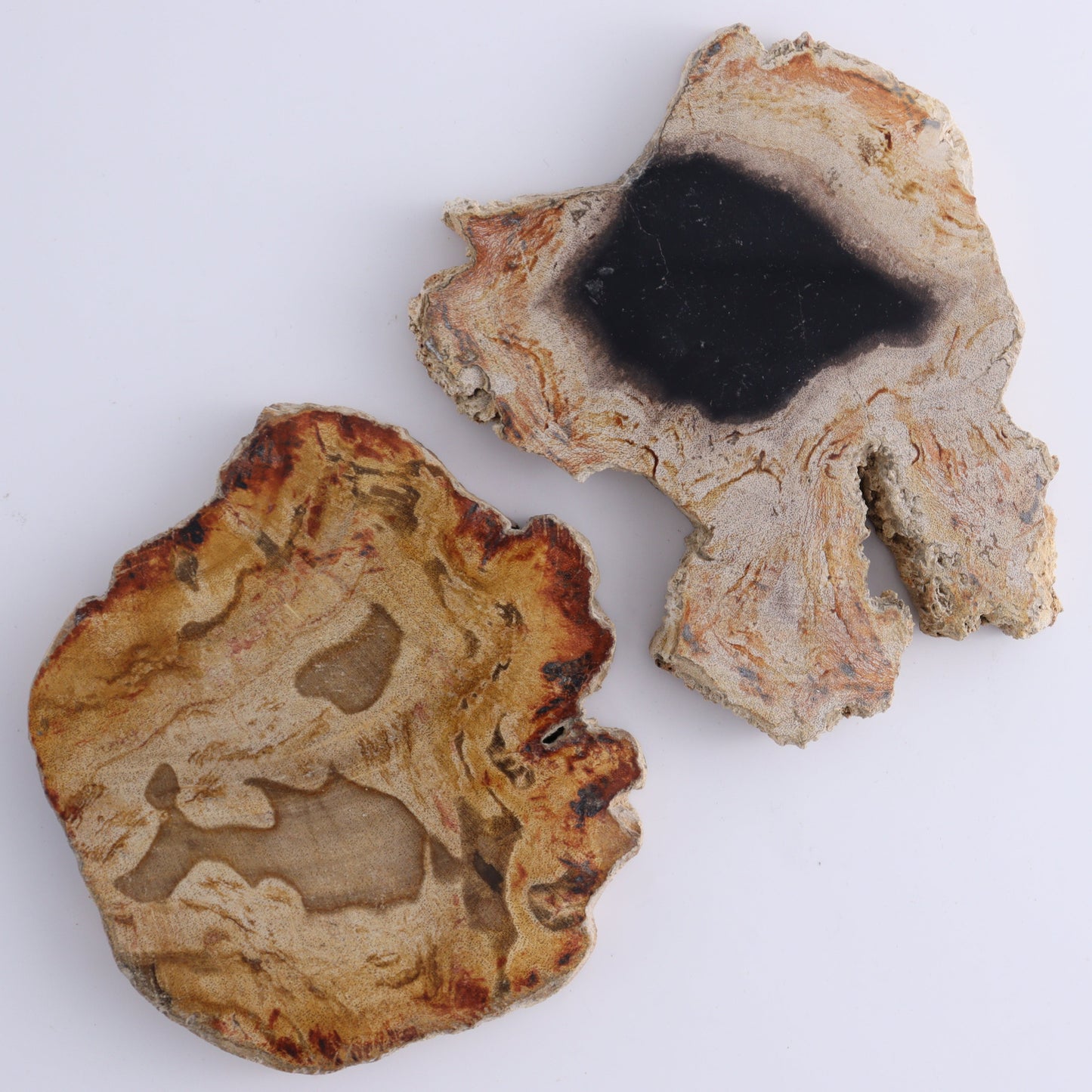 Petrified Wood Slices & Slabs Set of 5 - Expert Wholesale and Supplier of Wholesale Crystals & Bulk Gemstones, ["Freeforms","Indonesia","Petrified Wood","Slices and Slabs"]