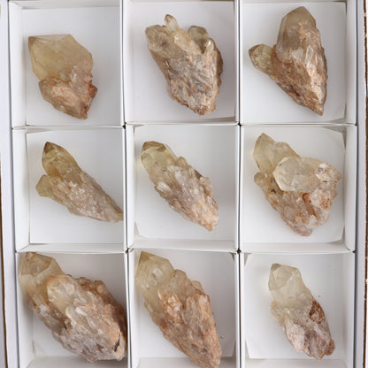 Congo Citrine Set of 12