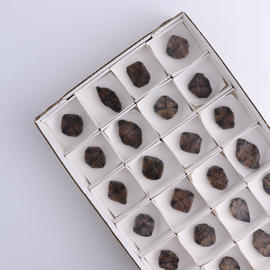 Chiastolite Flat of 24 - Expert Wholesale and Supplier of Wholesale Crystals & Bulk Gemstones, ["chiastolite","China","flat","Flats"]