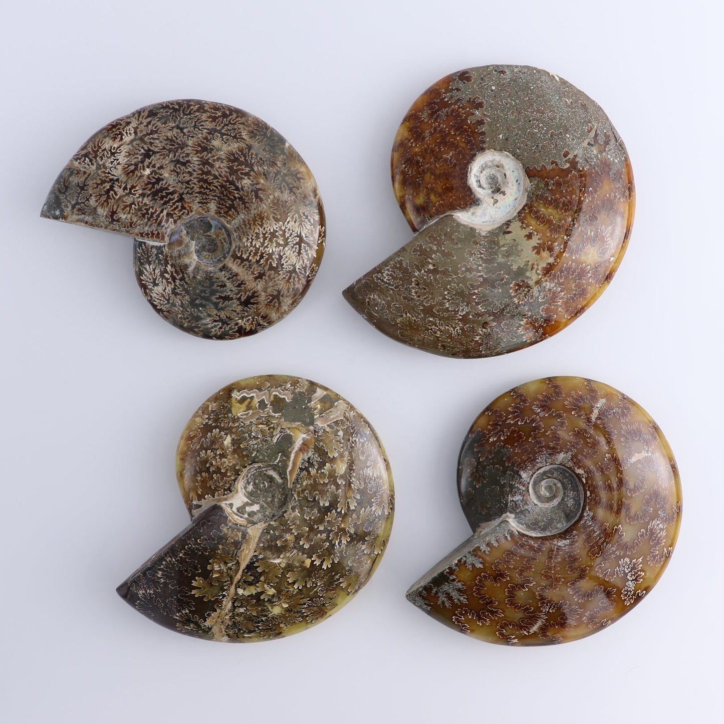 Ammonite Shells Set of 4