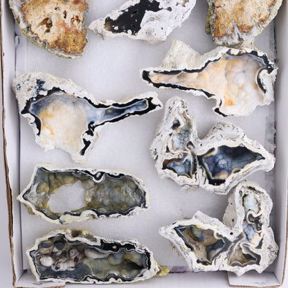 Agatized Coral Flat - Expert Wholesale and Supplier of Wholesale Crystals & Bulk Gemstones, ["Agate","Agatized Coral","Coral","United States"]