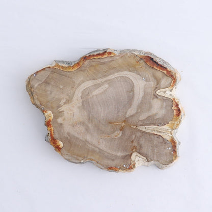 Petrified Wood Slices & Slabs Set of 4