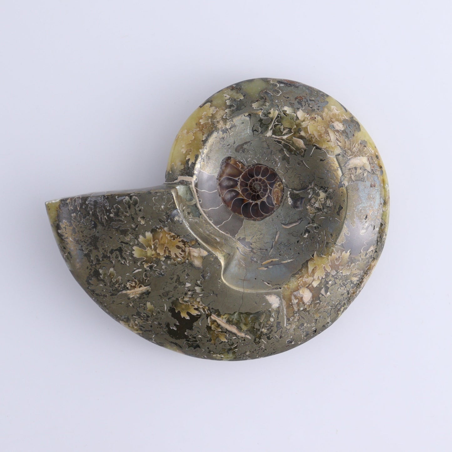 Ammonite Bowls Set of 4 - Expert Wholesale and Supplier of Wholesale Crystals & Bulk Gemstones, ["Ammonite","Bowls","Madagascar","shells"]