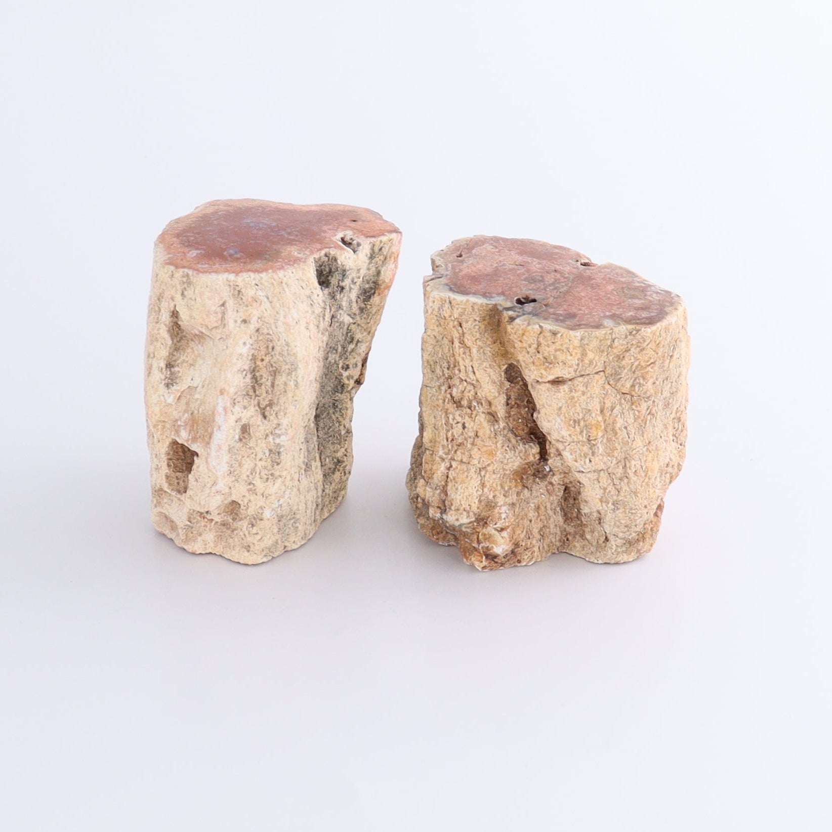 Petrified Wood Cut Bases Set of 8 - Expert Wholesale and Supplier of Wholesale Crystals & Bulk Gemstones, ["Cut Base","Petrified Wood"]