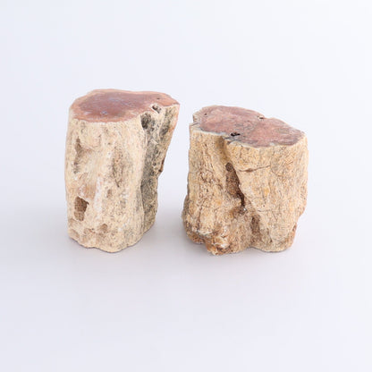 Petrified Wood Cut Bases Set of 8 - Expert Wholesale and Supplier of Wholesale Crystals & Bulk Gemstones, ["Cut Base","Petrified Wood"]