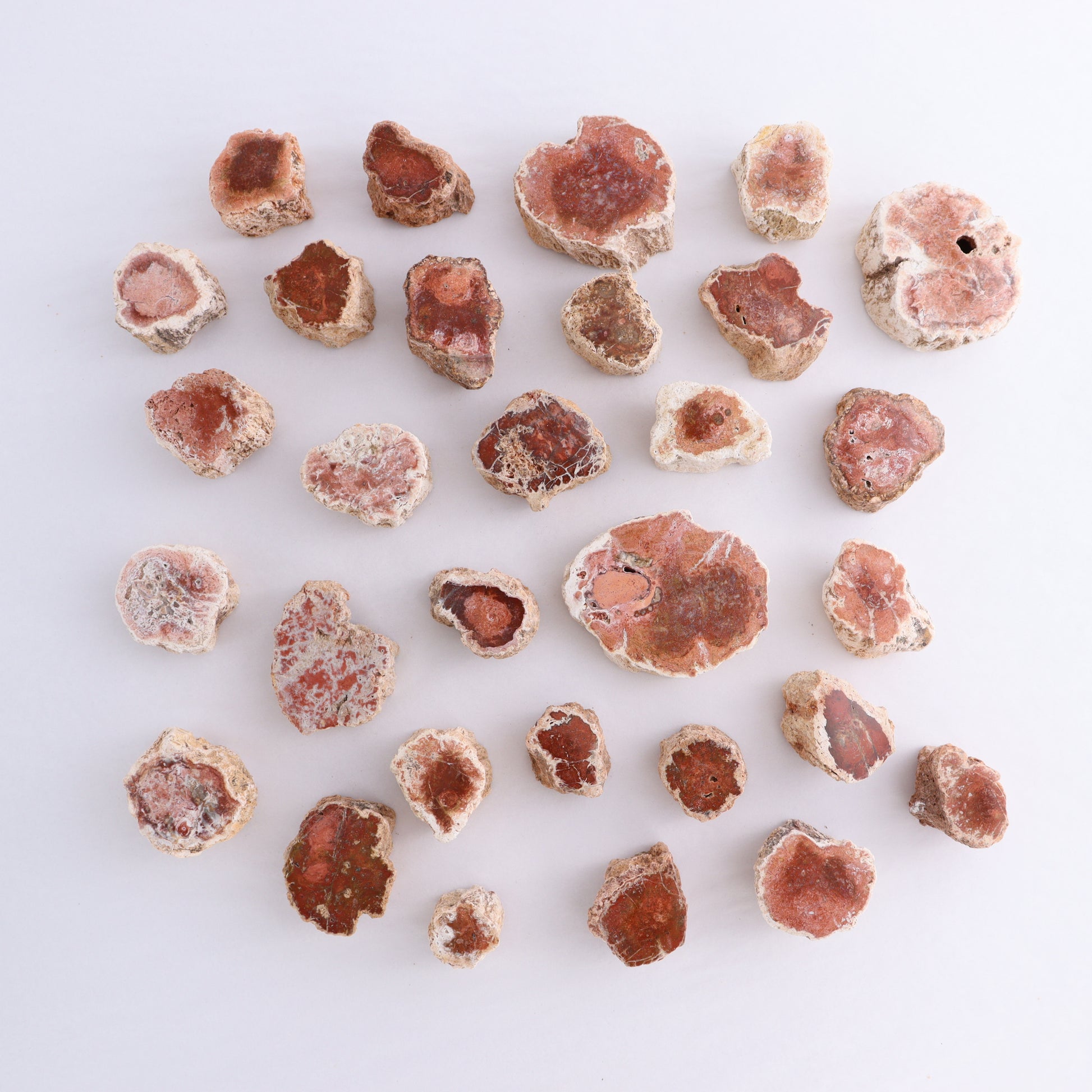 Petrified Wood Cut Bases Set of 30 - Expert Wholesale and Supplier of Wholesale Crystals & Bulk Gemstones, ["Cut Base","Petrified Wood"]