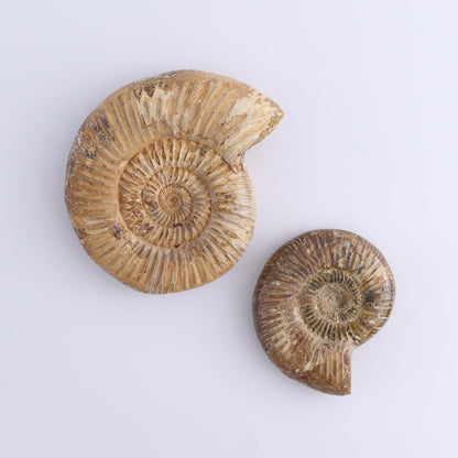 Fossilized Ammonite Set of 7 - Expert Wholesale and Supplier of Wholesale Crystals & Bulk Gemstones, ["Ammonite","Fossilized Ammonite","Madagascar"]