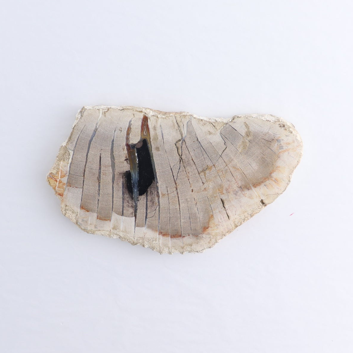 Petrified Wood Slices & Slabs Set of 4