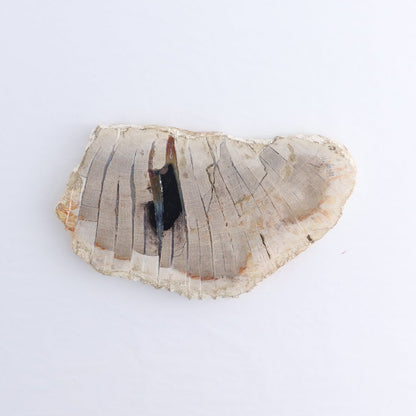 Petrified Wood Slices & Slabs Set of 4