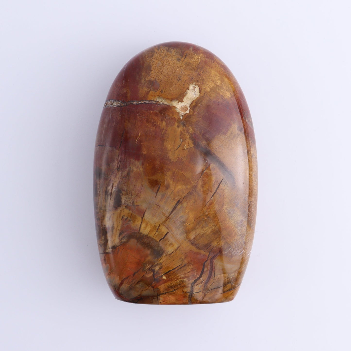 Petrified Wood Freeforms Set of 3 - Expert Wholesale and Supplier of Wholesale Crystals & Bulk Gemstones, ["Freeform","Freeforms","Madagascar","Petrified Wood"]