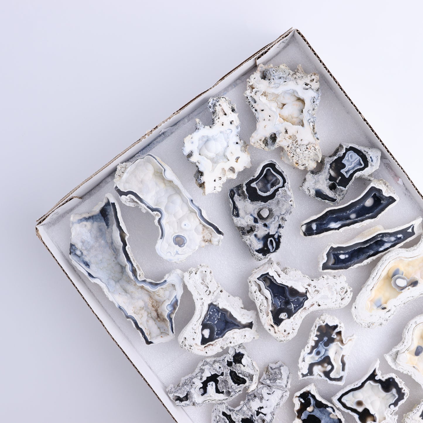 Agatized Coral Flat - Expert Wholesale and Supplier of Wholesale Crystals & Bulk Gemstones, ["Agate","Agatized Coral","Coral","United States"]
