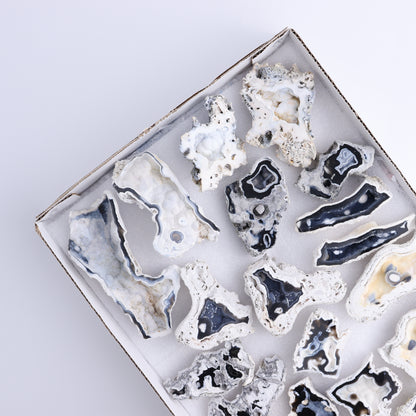 Agatized Coral Flat - Expert Wholesale and Supplier of Wholesale Crystals & Bulk Gemstones, ["Agate","Agatized Coral","Coral","United States"]
