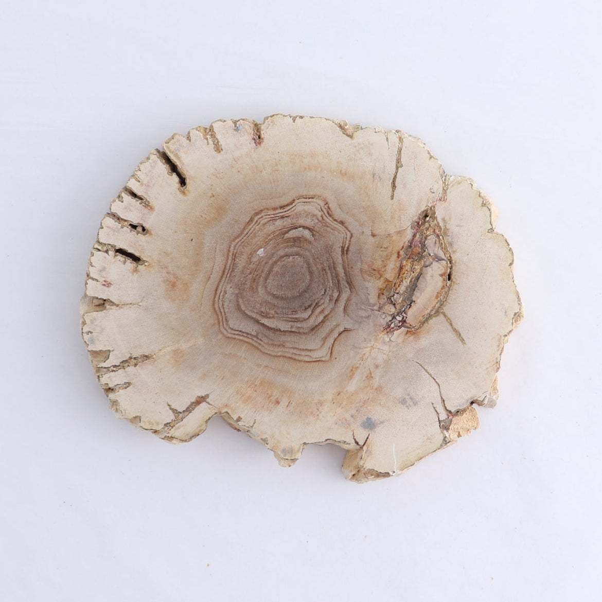 Petrified Wood Slices & Slabs Set of 4