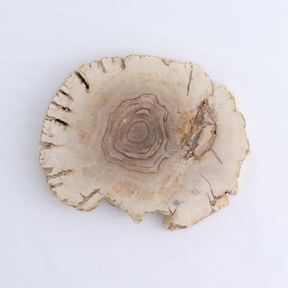 Petrified Wood Slices & Slabs Set of 4