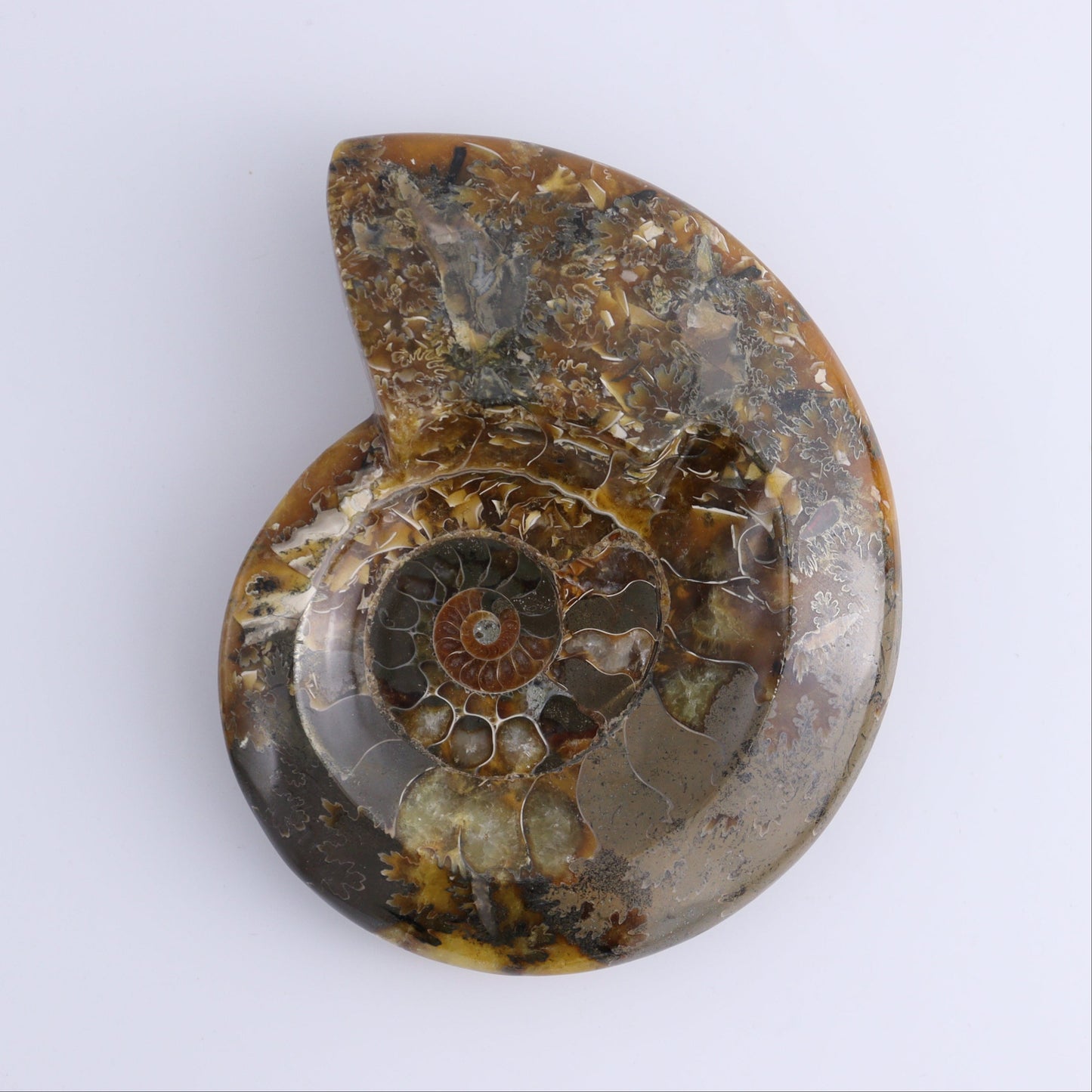 Ammonite Bowls Set of 4 - Expert Wholesale and Supplier of Wholesale Crystals & Bulk Gemstones, ["Ammonite","Bowls","Madagascar","shells"]