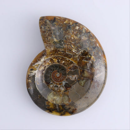Ammonite Bowls Set of 4 - Expert Wholesale and Supplier of Wholesale Crystals & Bulk Gemstones, ["Ammonite","Bowls","Madagascar","shells"]