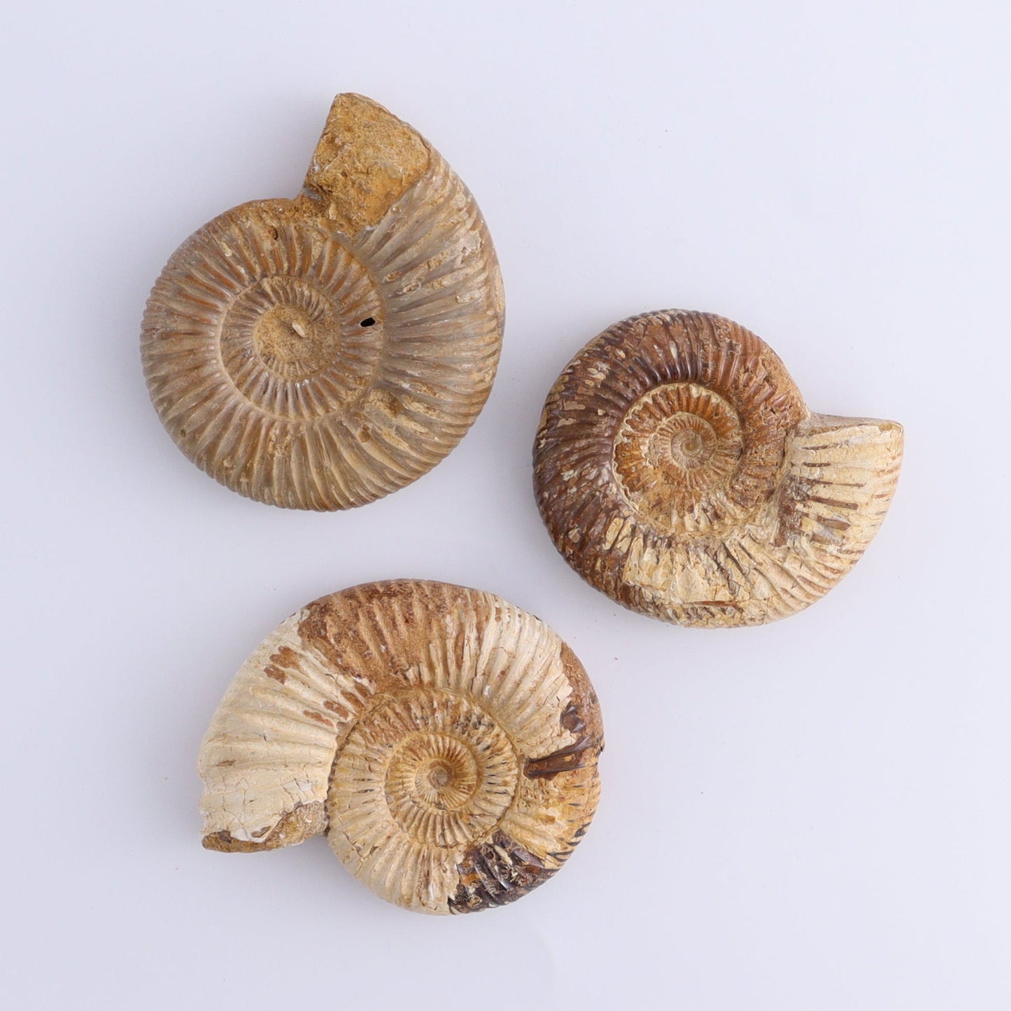 Fossilized Ammonite Set of 7 - Expert Wholesale and Supplier of Wholesale Crystals & Bulk Gemstones, ["Ammonite","Fossilized Ammonite","Madagascar"]
