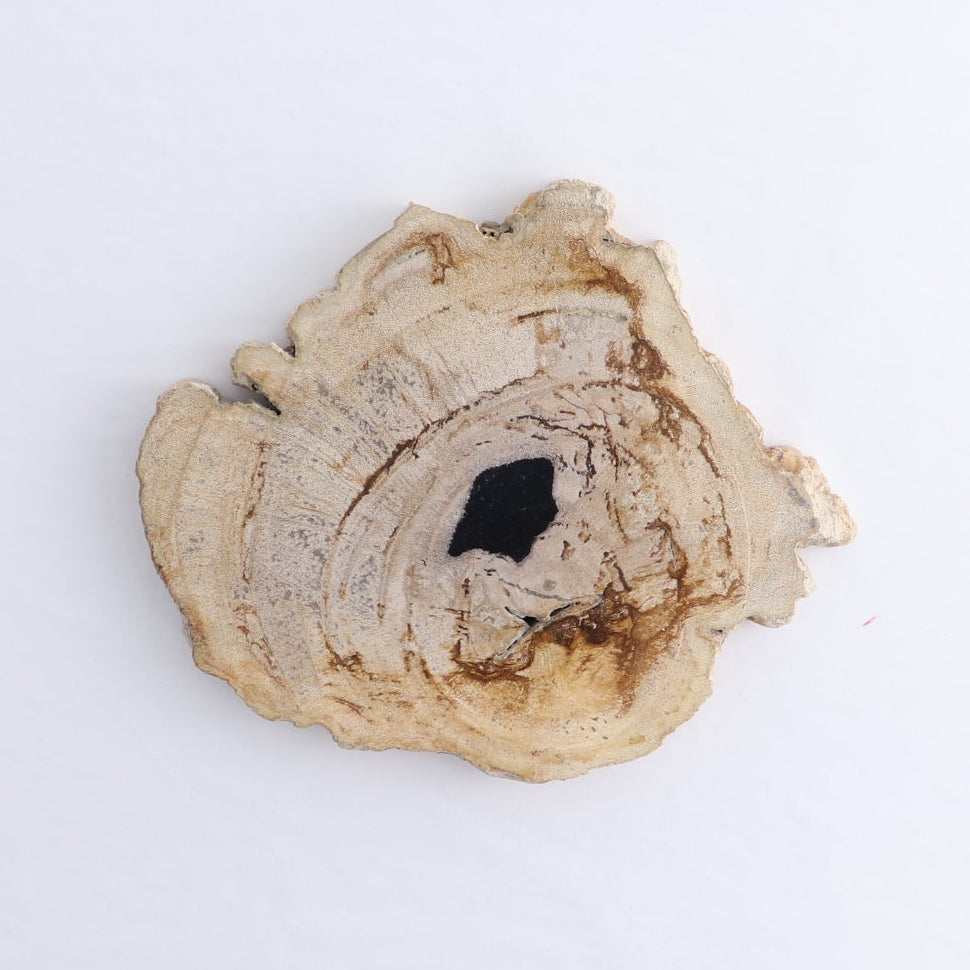 Petrified Wood Slices & Slabs Set of 4